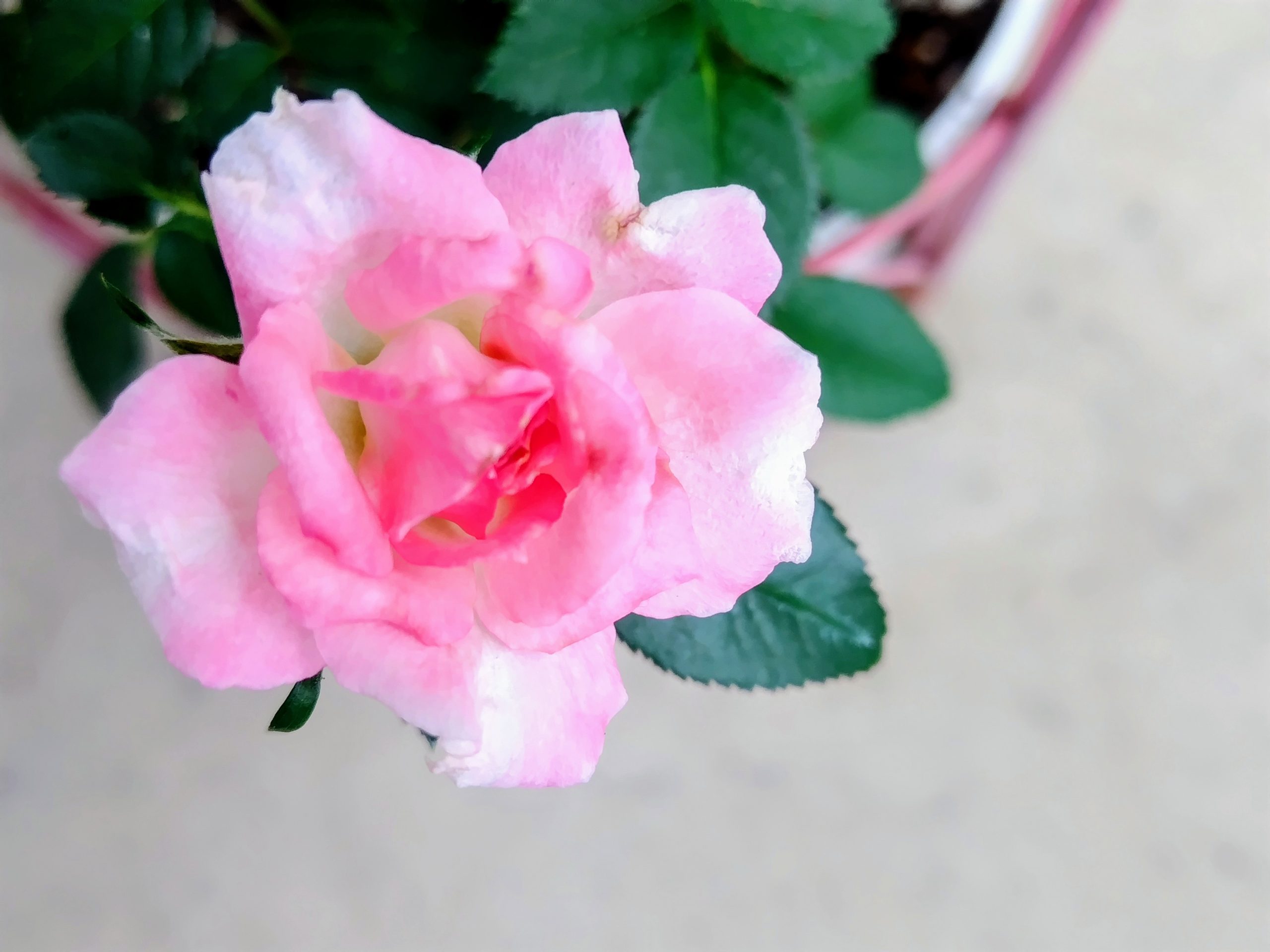 フラワーポットの薔薇が咲きました。