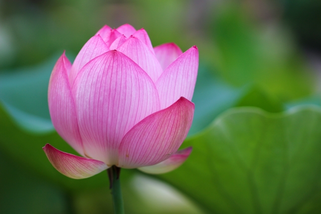 これから咲こうとしている美しい桃色のスイレンの花の写真