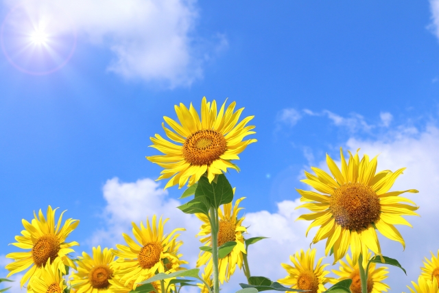 7月25日獅子座で新月! 子供のような素直さがあなたの個性を引き出します