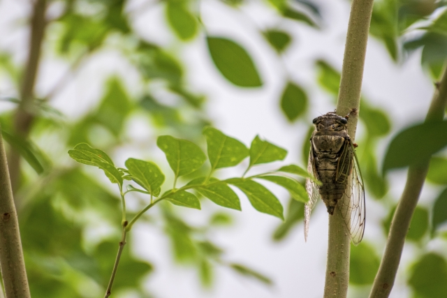 木にとまる蝉。日本の夏。
