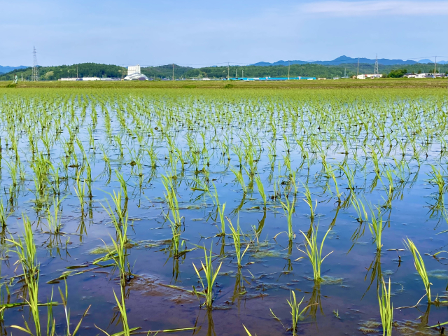少し曇った空の下、水田にまだ若い稲がきれいに並んでいます。