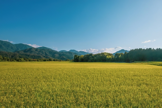 立秋に思う｜お米から生まれたことわざと感謝の心