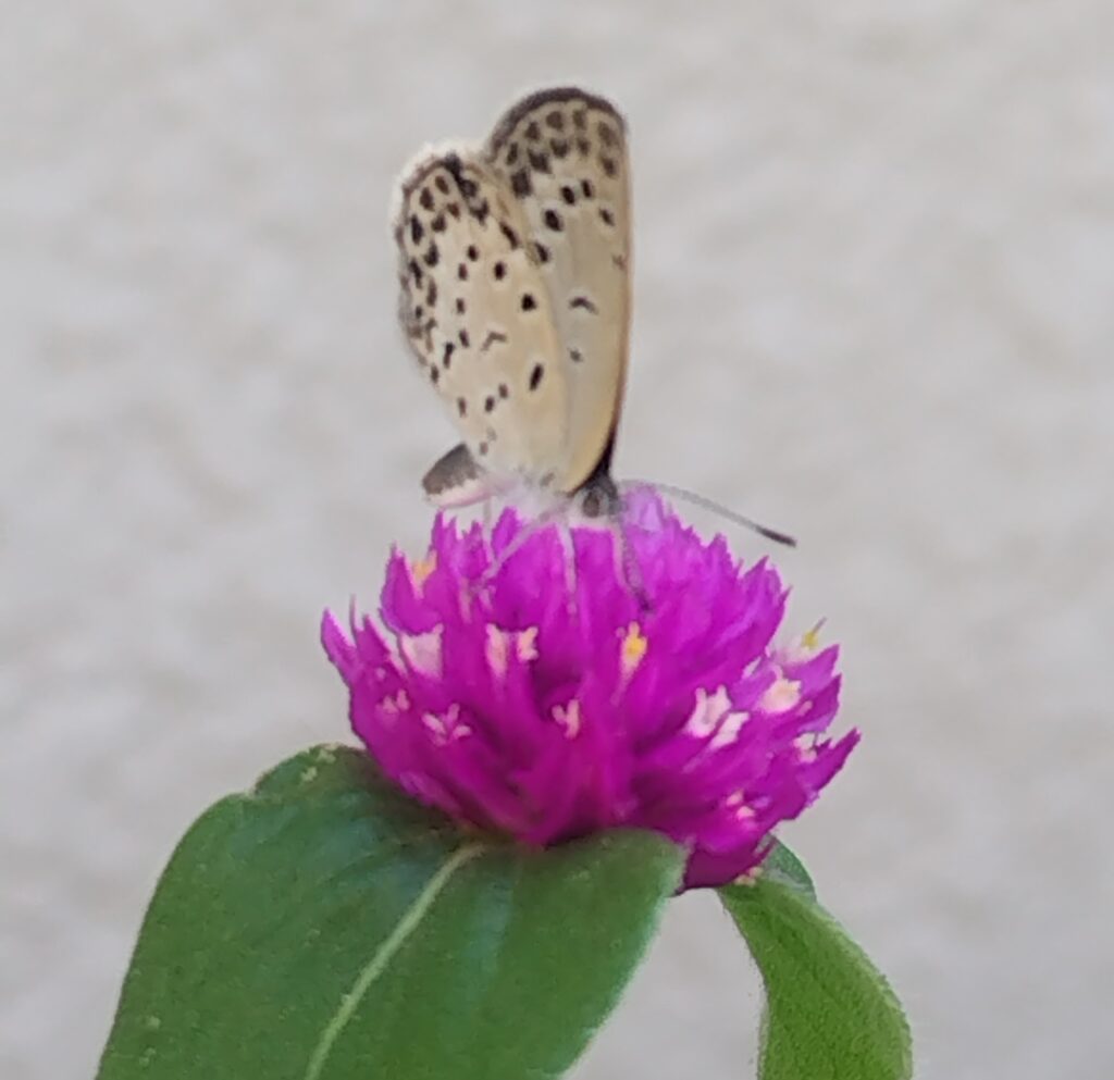 千日紅（センニチコウ）の花言葉　「変わらぬ愛」