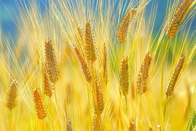 実りの季節に「種」になる生き方を考える