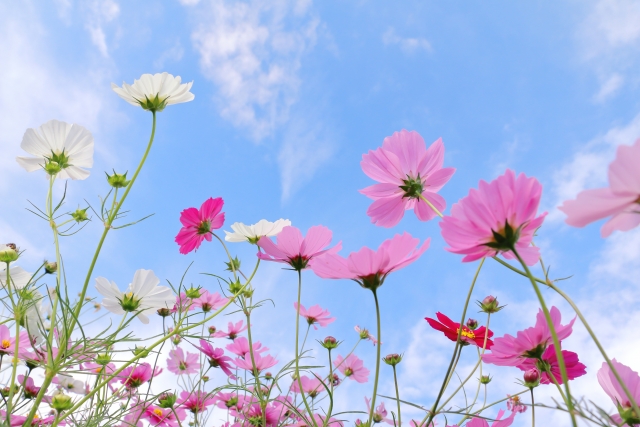 雑感　鼻にできたニキビの意味