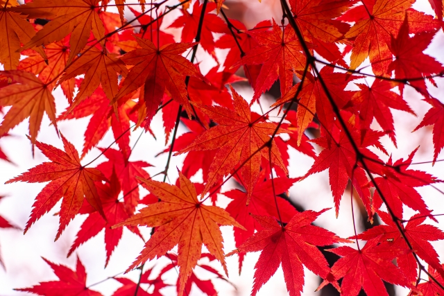 11月さそり座の季節　テーマは「変容」