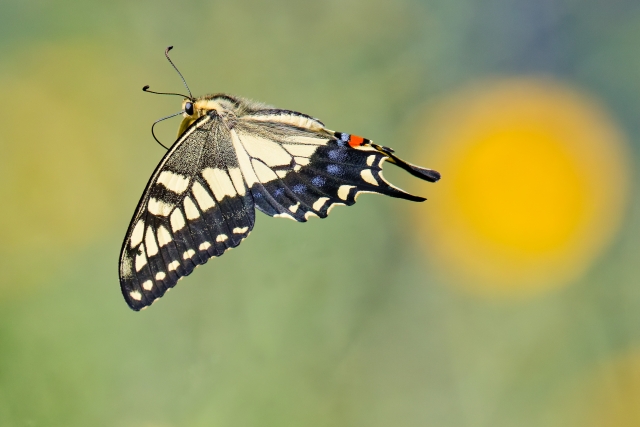 2月17日 みずがめ座で新月です さなぎから蝶へ